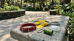 Collar rojo y listón amarillo: la señal silenciosa que podrías estar ignorando al pasear