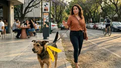 El listón amarillo en el collar de un perro no es adorno: qué significa y cómo actuar sin incomodarlo