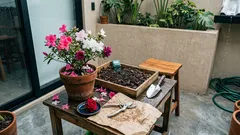 Un jardín de azaleas que se hizo con paciencia: la historia detrás de más de 1,700 flores en Odessa